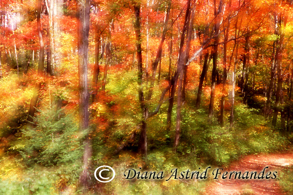 Fall---Orton-forest-scene
