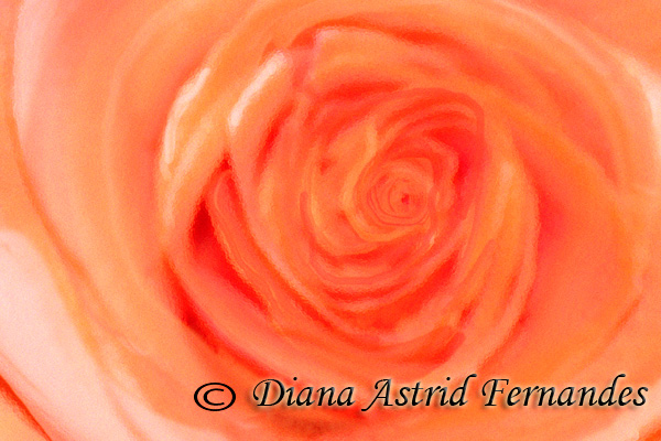 Rose-orange-close-up