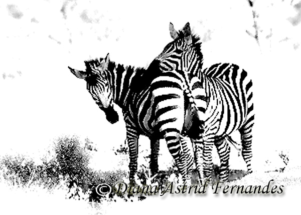 Zebra-duo-Kenya