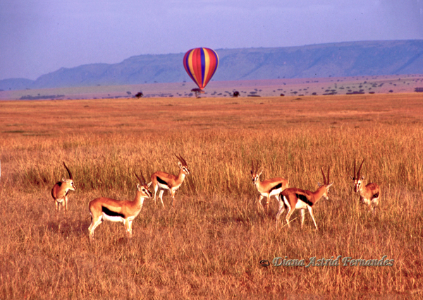 Hot-Air-Balloon-over-Masai-Mara-Kenya