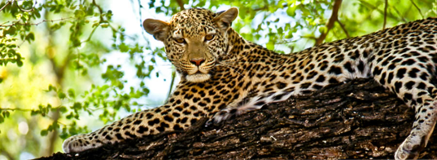 Leopard on a tree